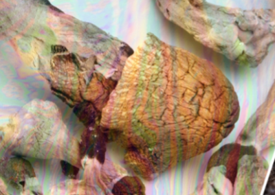 Doctors investigate after woman, 41, ‘cures agonizing long-Covid with magic mushrooms & MDMA’